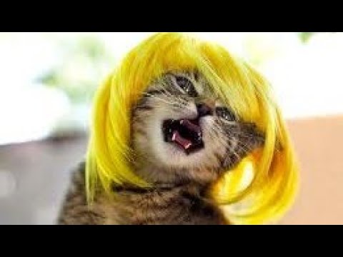 ¡LOS ANIMALES DIVERTIDOS FALLAN! - ¡INTENTA NO RETAR EL RETO!