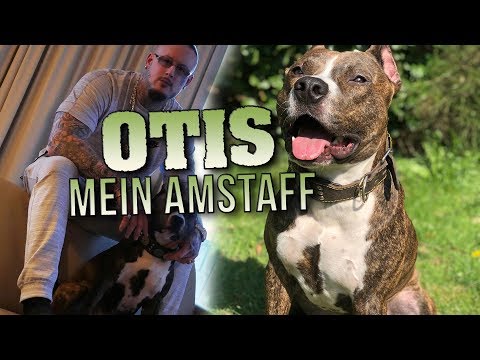 download lagu mp3 mp4 American Hund, download lagu American Hund gratis, unduh video klip American Hund