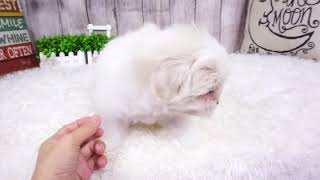 Video preview image #1 Maltese Puppy For Sale in FULLERTON, CA, USA