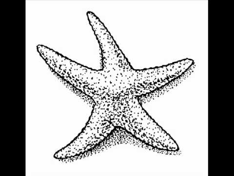 Under The Ocean - Starfish