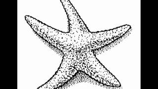 Under The Ocean - Starfish