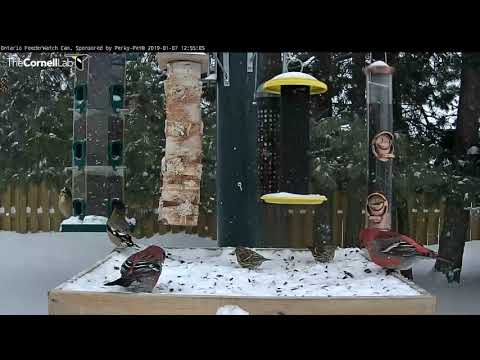 Finch-Filled Snowfall At The Ontario Feeders – Jan. 7, 2019