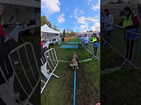 2 stroke Mia 💥#malinois #dog