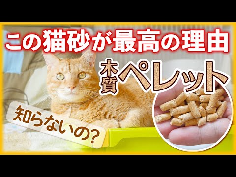 猫砂の作り方 - 再生紙を使った猫砂