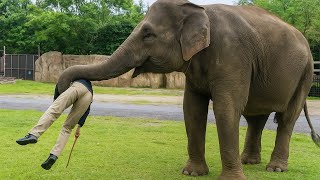 Elephant Reunites With Best Friend After 35 Years  You Won’t Believe His Reaction!!