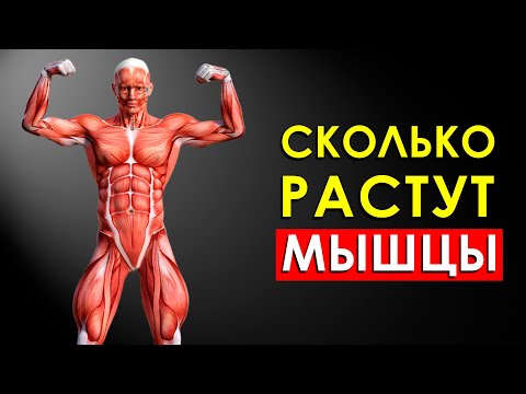 Сколько Растут Мышцы?