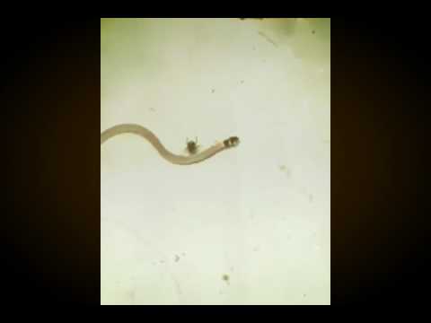 ობობა იჭერს პატარა გველს