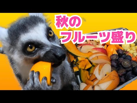【食欲の秋】秋の食材を堪能するワオキツネザルの大興奮した様子がこちら Ring-tailed lemur enjoys autumn ingredients