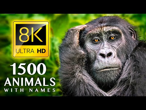Discover the Fascinating World of Animals: 1500 Animal Names and Sounds in Stunning 8K ULTRA HD
