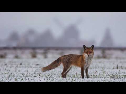 Winter ade! - Heimatmotive aus dem Muldental  3