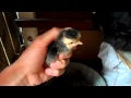 Новорожденный цыпленок под квочкой. Рождение цыпленка. Birth of a chicken 