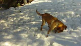 preview picture of video 'Labrador Ajax aus dem Tierheim Verlorenwasser'