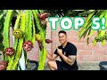My Top 5 Sterile Dragon Fruit Varieties Great For Your Collection