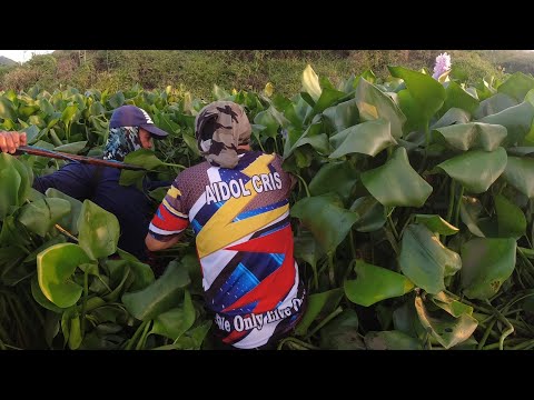 SE02EP103 Part 1 - PANGONGORYENTE sa mga Water Lilies - Talisay, Batangas