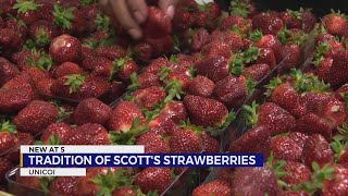 Customers take pick of Scott's strawberries