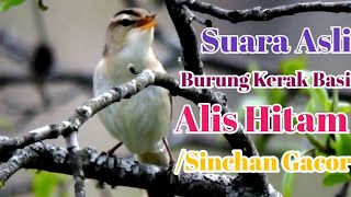 Download lagu Suara Asli Burung Kerak Basi Alis Hitam/Sinchan Gacor#Kerakbasialishitam#Masterankerakbasi mp3