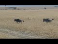 Cheetah Comes Out Of Nowhere To Hunt A Wildebeest
