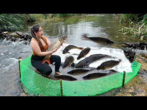 The girl's unique way of trapping fish and surprisingly she caught a giant school of carp.