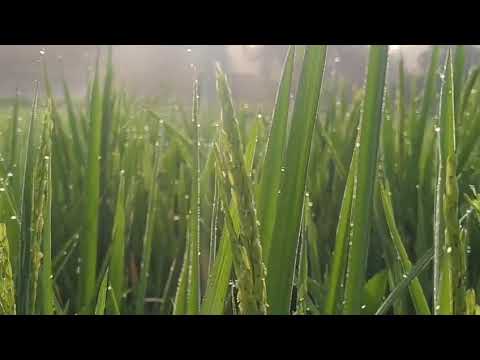 In our 🚜🐄🌾farm's#music #nature #youtubeshorts 