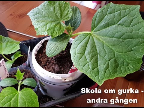 Skola om gurkan andra gången
