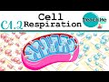 (C1.2) - Cellular Respiration - IB Biology (SL/HL)