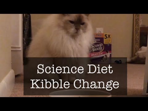 BB the Ragdoll Cat reacts to Science Diet Kibble Change