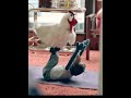 yoga with cock