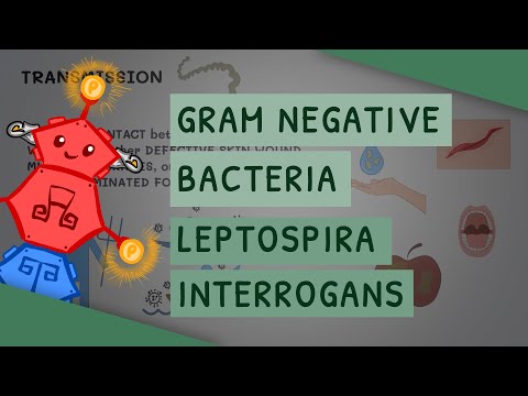 Gram Negative Bacteria: Leptospira interrogans