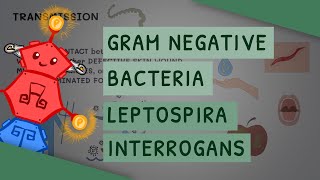 Gram Negative Bacteria: Leptospira interrogans