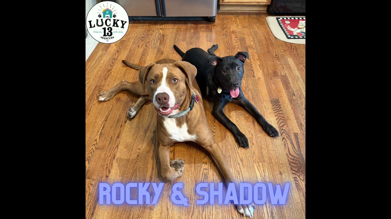 Enlarge Rocky, a Adoptable Pit Bull Terrier in Kansas City, MO video 6/6