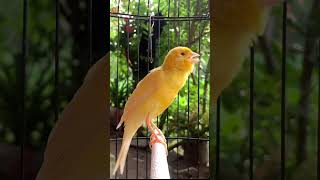 Download lagu Kenari gacor emosi #kenari #kenarigacor #canary #canarias #canario #birds #shorts #shorts mp3