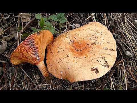 Rujnica - Lactarius deliciosus