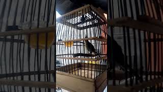 Download lagu king konin trotol nyerecet mp3 Download lagu king konin trotol nyerecet mp3