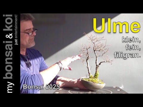 Bonsai 2025-28 - Elm - Ulmus - Two is better than one!