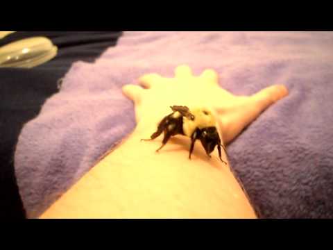 Holding a HUGE Bumblebee!