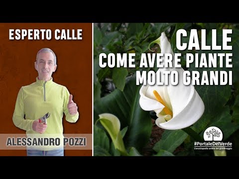 I vermi per trattare rapidamente Parassita dinsetto o no