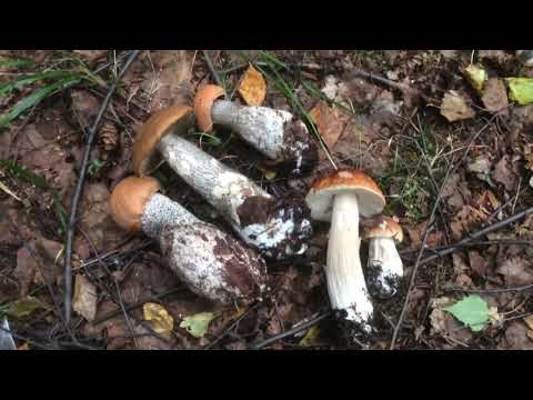 Какие грибы растут на Урале. Грибной август 2020