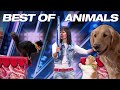 ANIMALS Got Talent Compilation The Most Intelligent Cleverest From Around The World