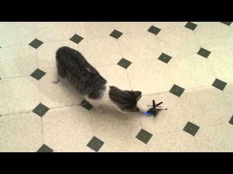 Il gatto e l'elicottero