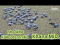Kabootaron Ko Khana Mila ️ Bezubaan Ki Sewa ️