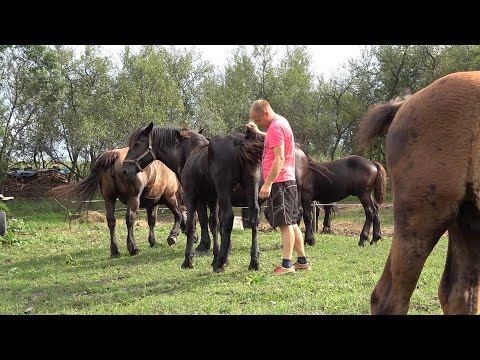 Caii lui Cipri de la Borsa, Cluj - 2020 Nou!!!