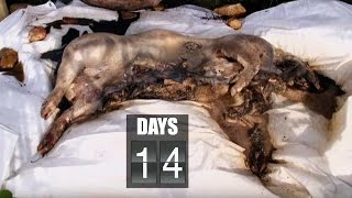 Time Lapse Pig Decomposition | Secrets of Everything | Brit Lab | BBC
