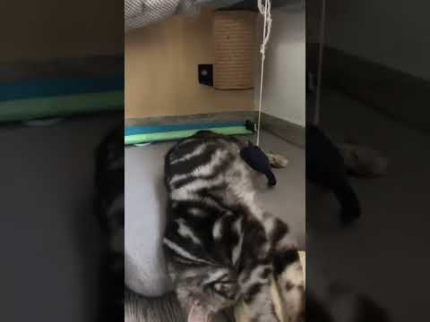 🐈‍⬛Faustina K.S. Victory *SK 🐈‍⬛