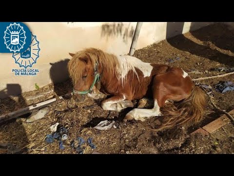 Salvan en Málaga un poni, un perro y seis gallos, uno mutilado, en estado de abandono