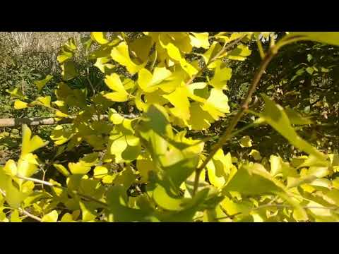Reflecting on the Change of Seasons in the Fall garden, putting it all in perspective.