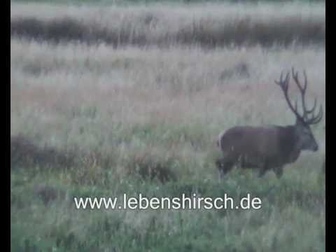 "Highlights" der Hirschbrunft von der 1. Woche 2012!