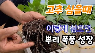 고추모종 이렇게 심으면 놀러운 효과 !  뿌리 폭풍 성장 !