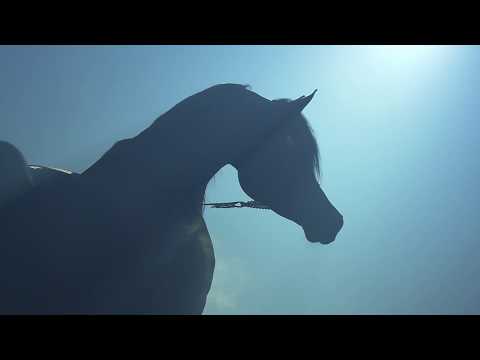 Arabian Horse Sultan Al Zobara