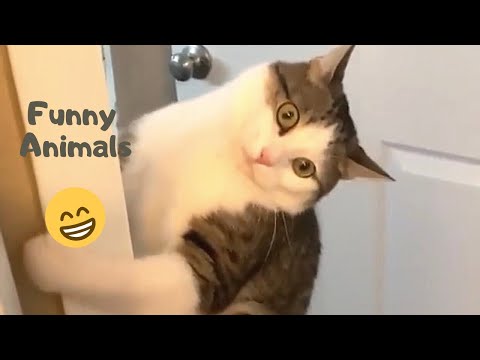 Funny Animal 🐈🐕 Funny Cat and Dog Videos. Challenge in Comedy😂
