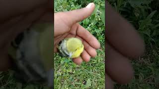 Download lagu Suara Cipow anak tunggal Ampuh untuk pikat mp3 Download lagu Suara Cipow anak tunggal Ampuh untuk pikat mp3